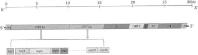 A Comprehensive View on the Host Factors and Viral Proteins Associated With Porcine Epidemic Diarrhea Virus Infection